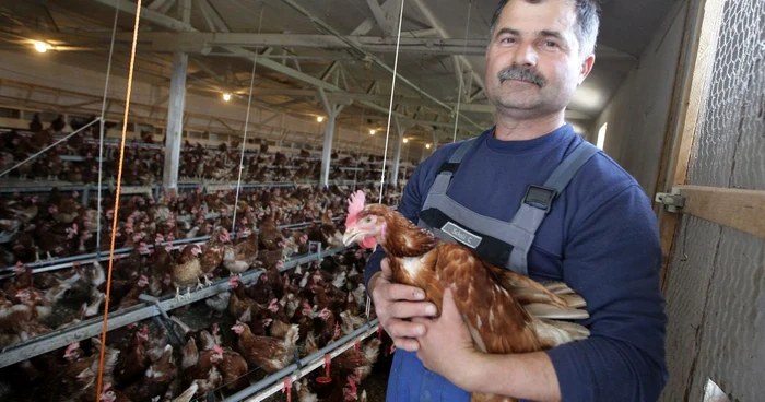 La Cluj sunt deja găini fericite, la ferma Pop Avi, care are 2.400 de ouătoare.