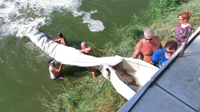 Peștii au fost aduși din Ungaria