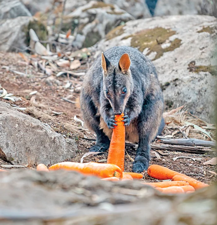 Încărcătura a fost aruncată din elicopter peste zona sinistrată