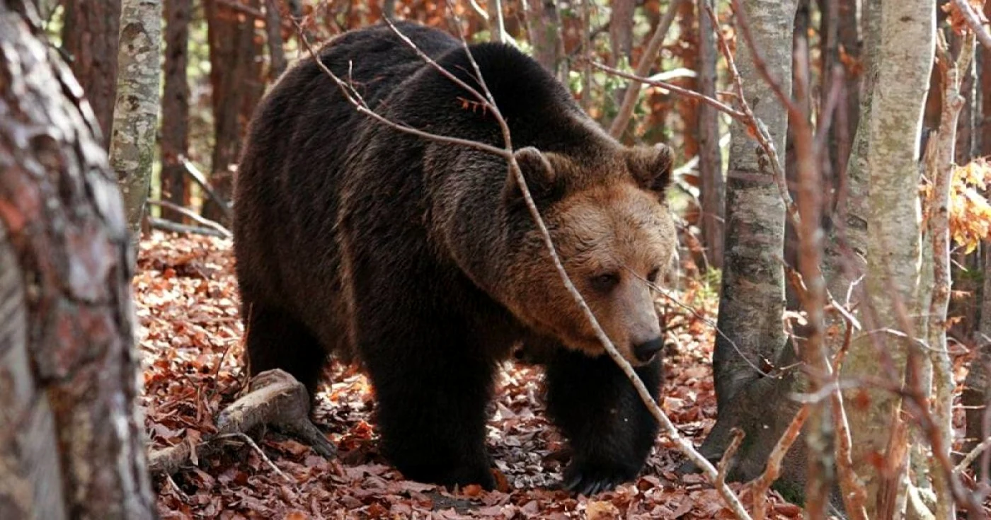 În pădurile Neamţului, în decurs de doar nouă zile, doi oameni au fost atacaţi de urşi FOTO Adevărul.ro