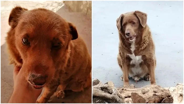 Bobi este mai puțin aventuros acum la bătrânețe (foto: Cartea Recordurilor)