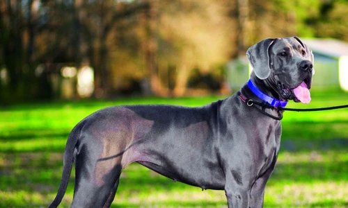 1 70476 original jpg jpeg