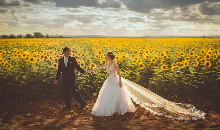 Doi miri, bătuți de un fermier într-un lan de floarea-soarelui în timp ce făceau poze /foto: Pixabay