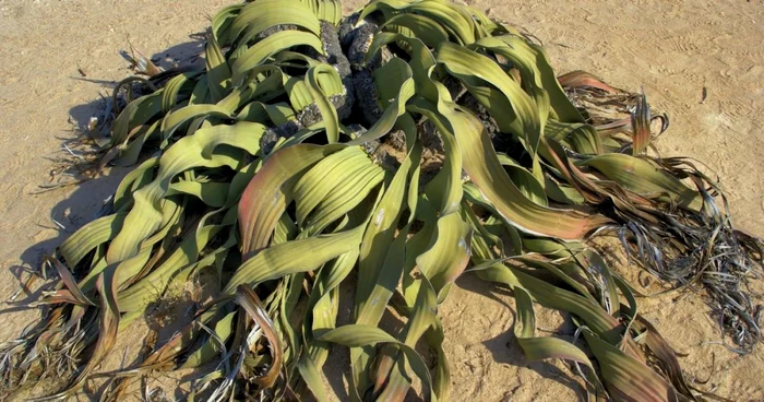 Welwitschia Mirabilis