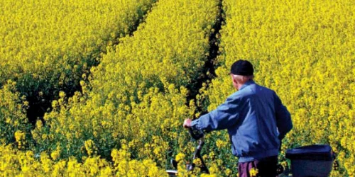 O imagine ce ilustrează amploarea pe care a luat-o cultivarea rapiţei într-un land din Germania