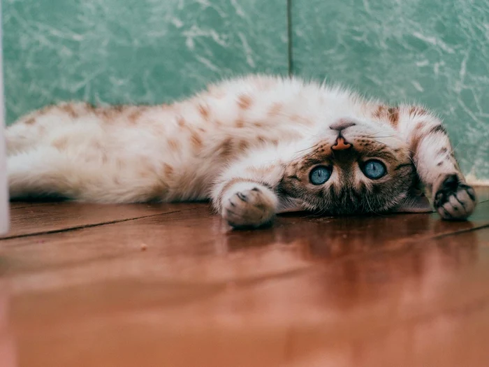 17 daria shatova 46tvm bvrri unsplash jpg jpeg