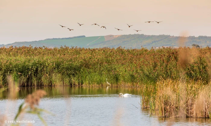 Delta din Moldova  FOTO Vasile Iacob