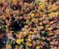 Ecologizare la Ghetarul Scărișoara Foto Parcul Natural Apuseni (10) jpg