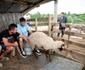 Dragoș Bucur are multe animale acasă, în Argeș