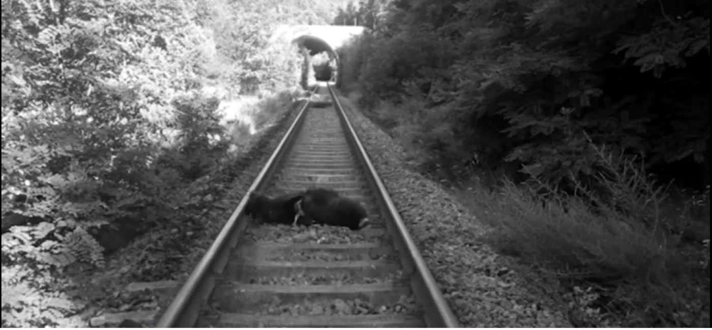 Ursoiacă omorâtă de tren pe Valea Oltului în zona Brezoi - Vâlcea Foto Adevărul