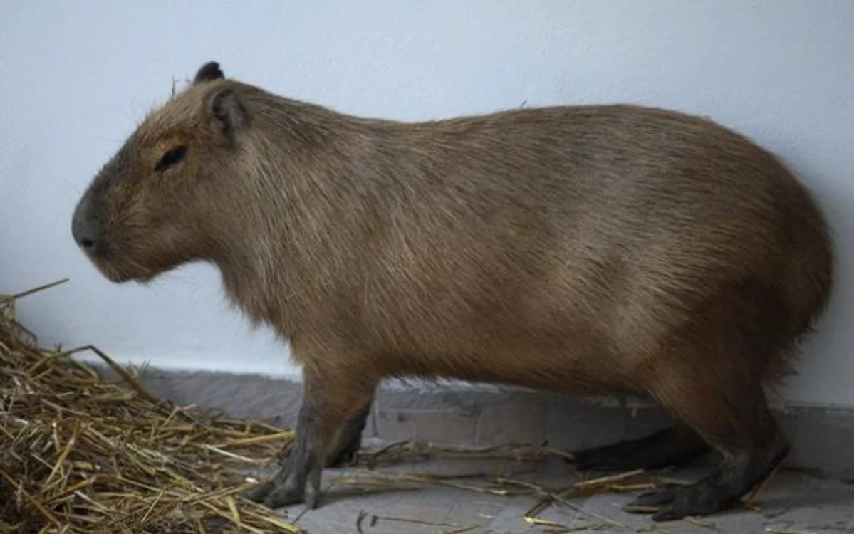 Capybara
