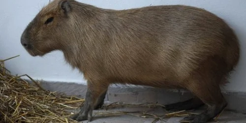 Capybara