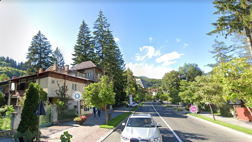 Brazii buclucași. O familie de români a primit dreptul de a tăia copacii de peste un secol din curtea vecinei
