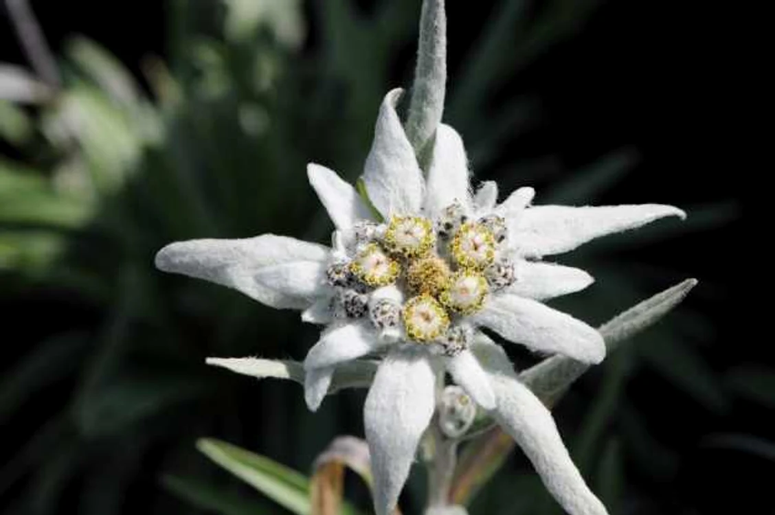 Plante rare din Romania Floare de Colt