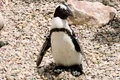 Pinguinul Lucas are 4 ani jpg