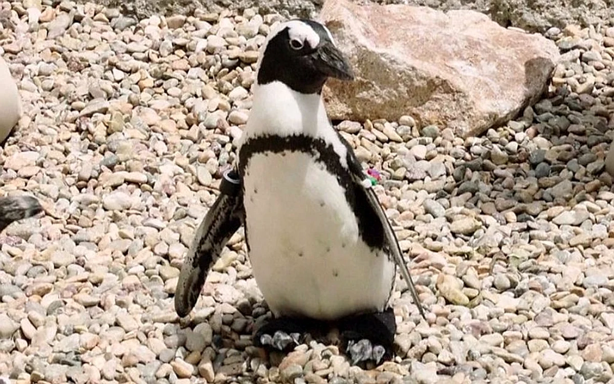 Pinguinul Lucas are 4 ani