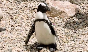 Pinguinul Lucas are 4 ani jpg