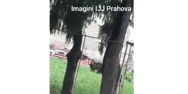urşi sinaia foto ijj