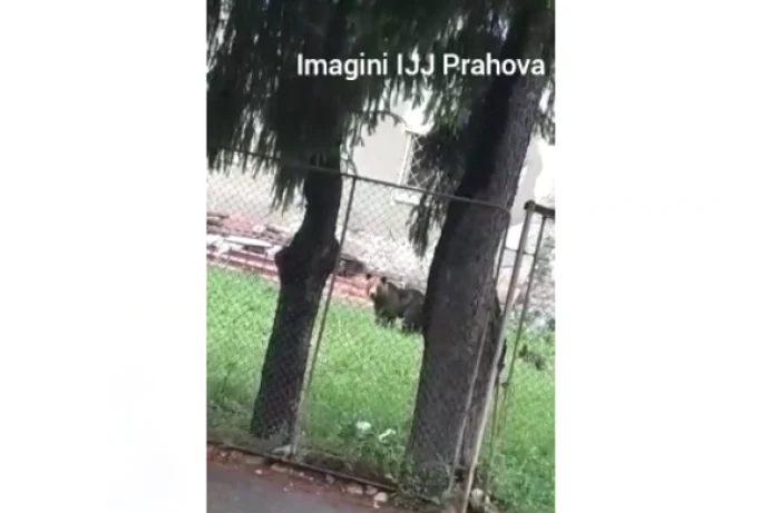 Ursoaică cu pui alungată din centrul staţiunii Sinaia FOTO IJJ Prahova