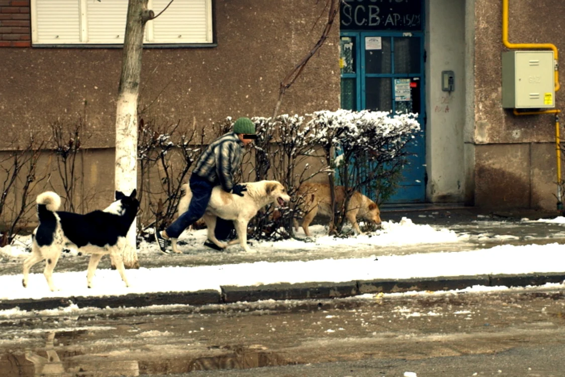 Haitele de câini sunt o prezenţă obişnuită în Hunedoara. FOTO: ADEVĂRUL. D. Guţă