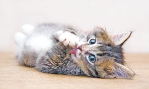 24 peglob foto 3 2 col pisica pisoi shutterstock 13119049 jpeg