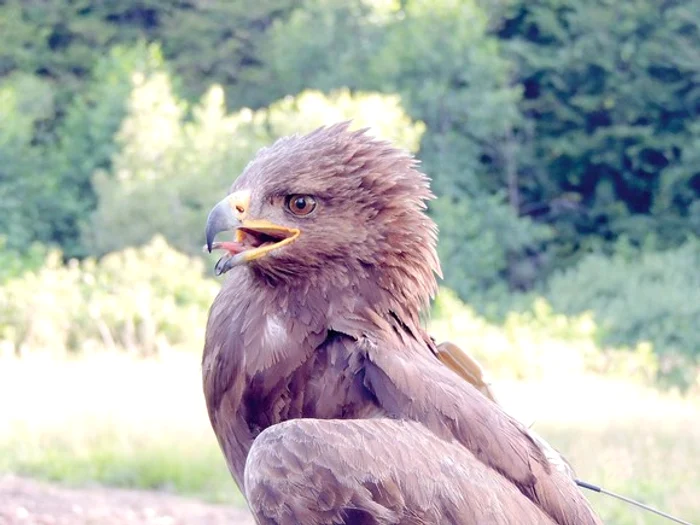 Arlie și-a schimbat cuibul pentru a putea aduce pe lume puiul (foto: SOR)