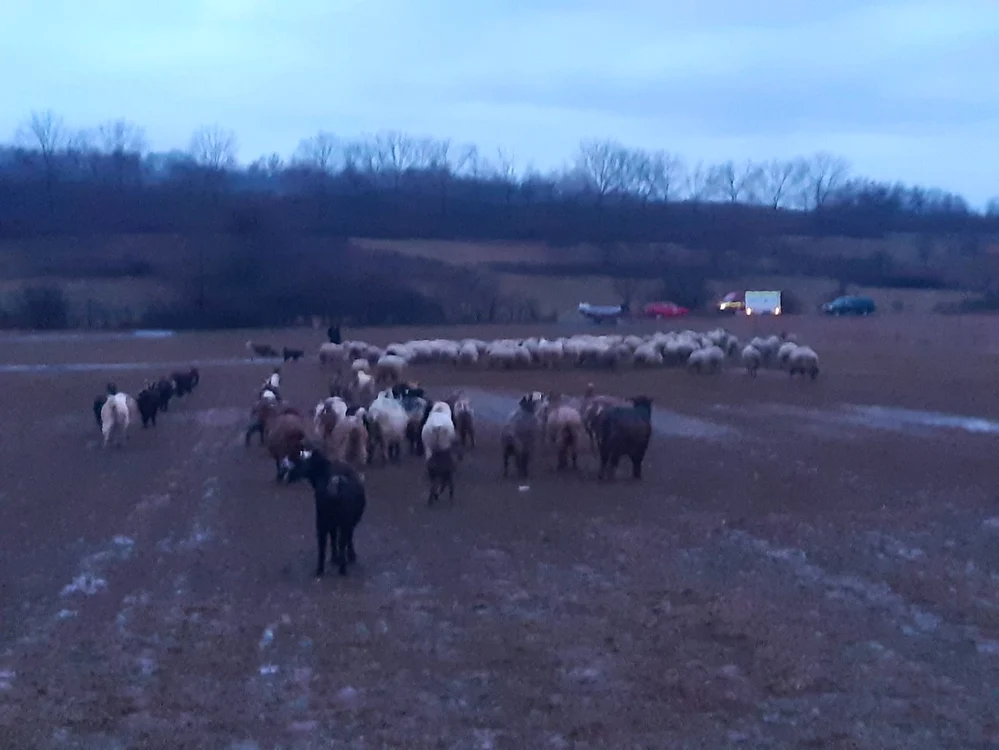 Animalele au fost la un pas să fie luate de ape