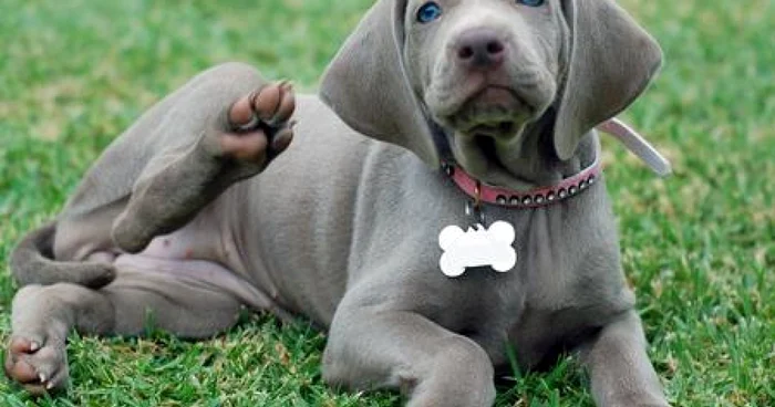 Weimaraner: rase de câini cu păr scurt. FOTO melikedesign.com