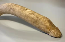 Osul sculptat în formă de penis, descoperit în depozitele Muzeului Valkhof (© Provincie Gelderland)