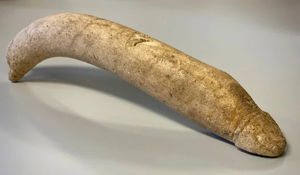 Osul sculptat în formă de penis, descoperit în depozitele Muzeului Valkhof (© Provincie Gelderland)