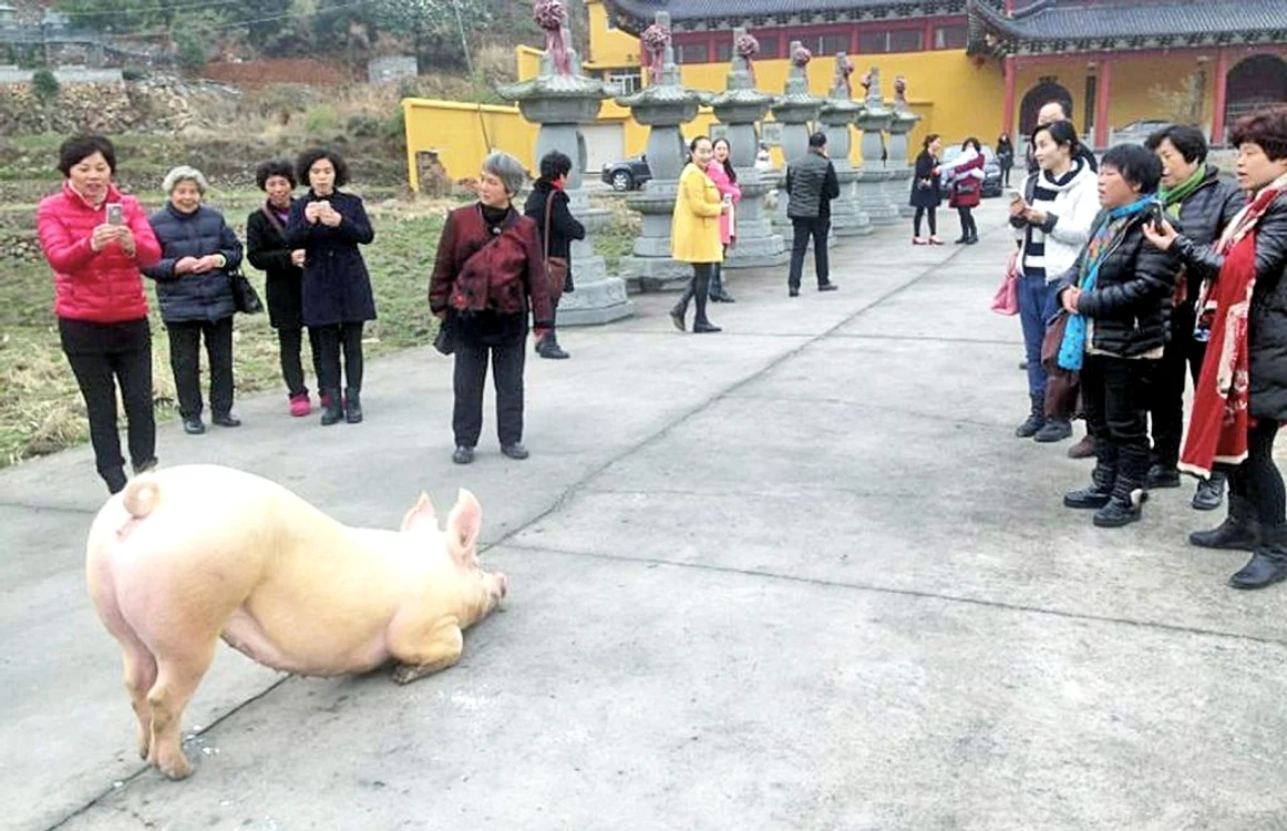 Animalul a îngenunchiat pe picioarele din faţă lângă un templu budist FOTO: AFP