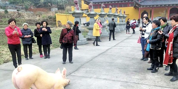 porc credincios