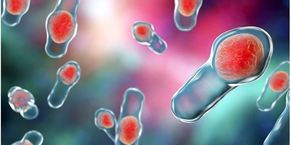 clostridium difficile bacteria jpeg