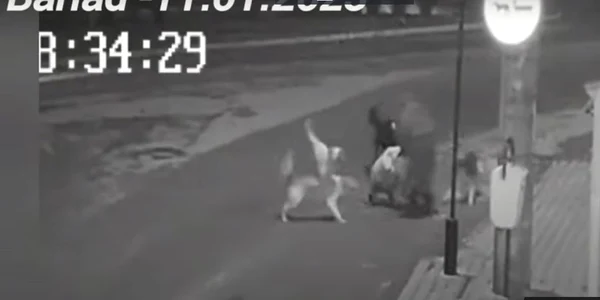 baytrana atacata de caini FOTO captura video jpg
