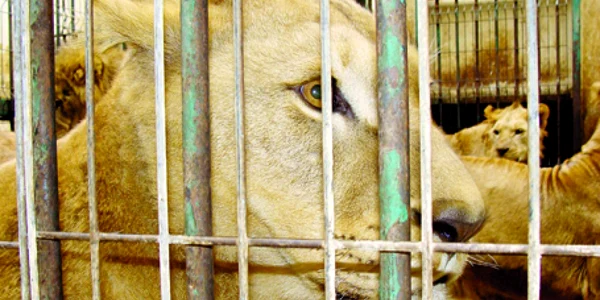 Povestea leilor de la ZOO Oradea va face înconjurul lumii
