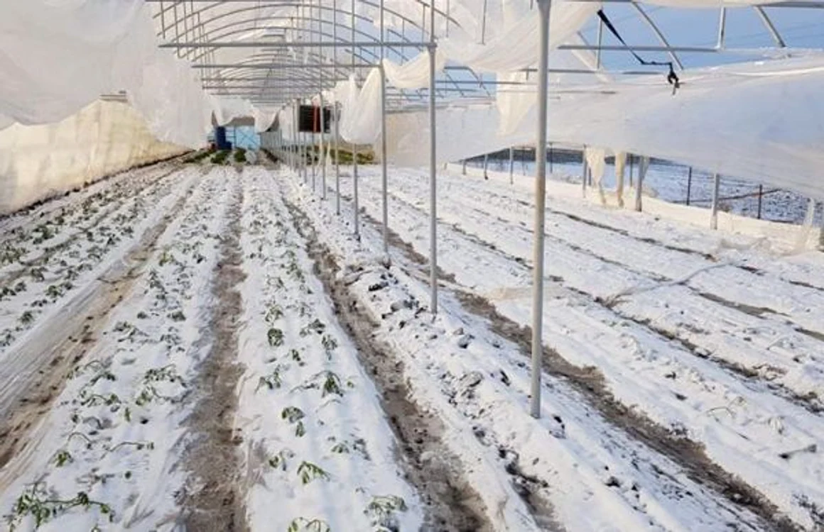 Tomatele plantate cu nici o săptămână înainte de dezastru au fost compromise FOTO: Facebook/Florin Ciobanu