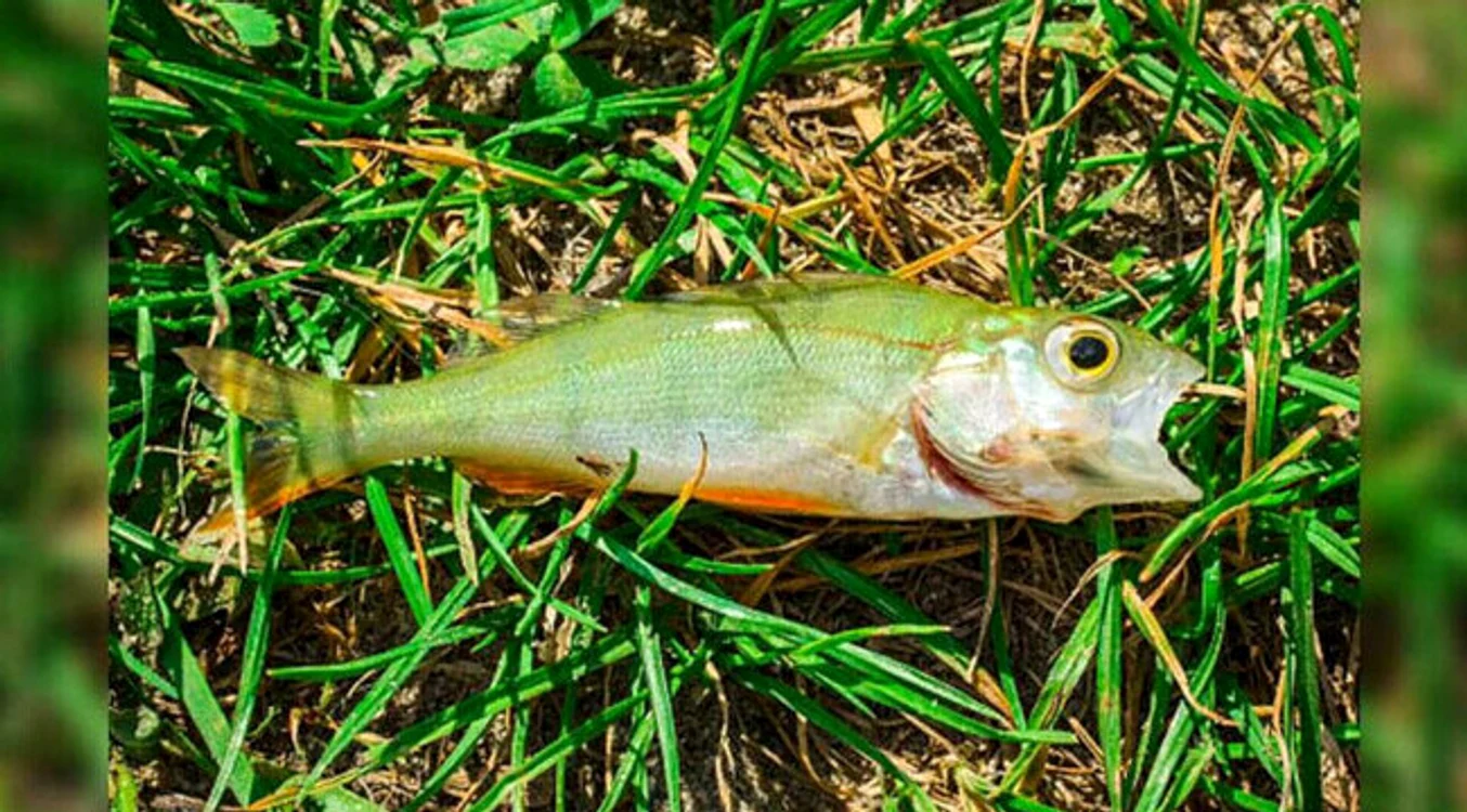 Unul dintre peștii aduși care au căzut din cer în Texarkana. Foto: Facebook / The City of Texarkana