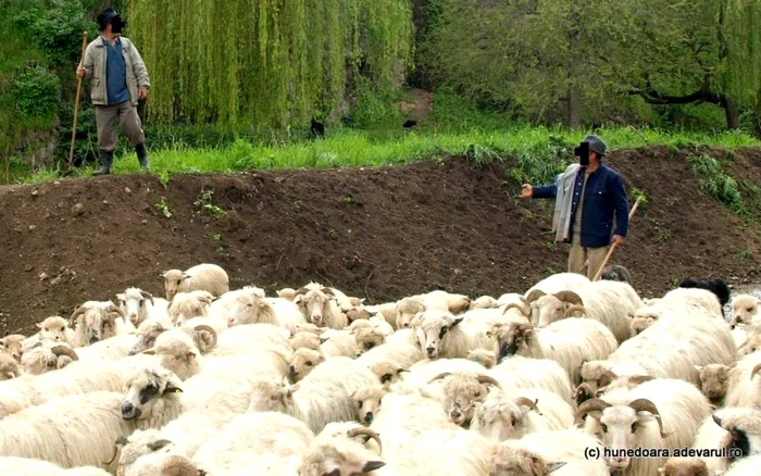 Ciobani. FOTO: Daniel Guţă. ARHIVĂ.