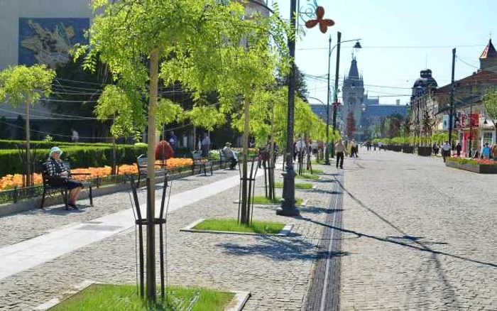 Teii din centrul Iaşiului au fost măcelăriţi şi înlocuiţi cu salcâmi japonezi FOTO Ziarul de Iaşi