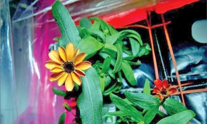 floare spatiu12547 jpeg
