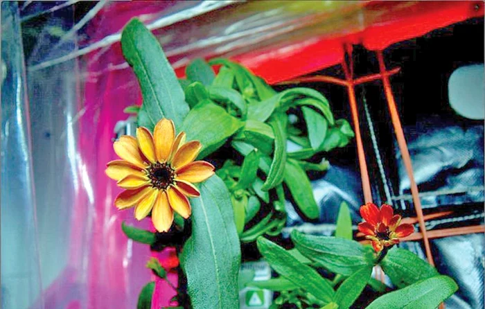 Aşa arată sera spaţială