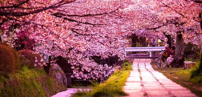 Florile de cireş, un simbol al Japoniei  FOTO. adevărul