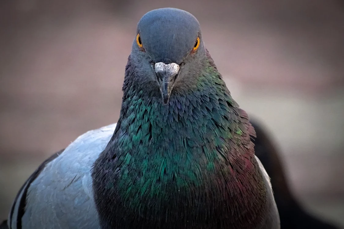 Porumbel FOTO: Shutterstock