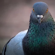 Porumbel FOTO Shutterstock