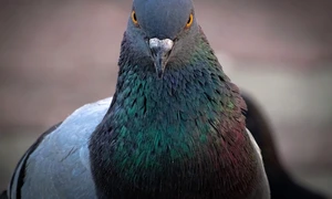 Porumbel FOTO Shutterstock