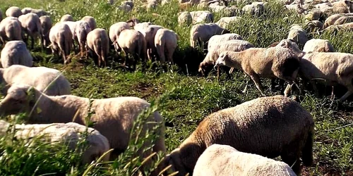 cecilia petrescu jpg