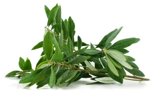 doehler olive leaf extract 03052016 jpeg