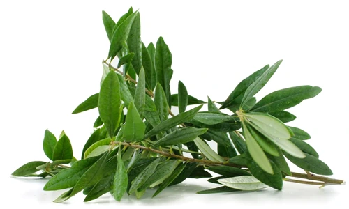 doehler olive leaf extract 03052016 jpeg