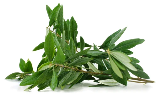 doehler olive leaf extract 03052016 jpeg