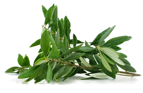 doehler olive leaf extract 03052016 jpeg